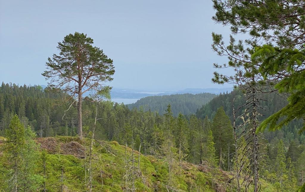 a tree on the side of a hill with forests at Fjellstad Gård - 2 minutes from E6 and 5 minutes drive from Steinkjer city in Steinkjer