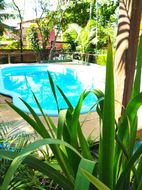 a blue swimming pool with plants in front of it at Pousada Flor de Lotus in Itacaré
