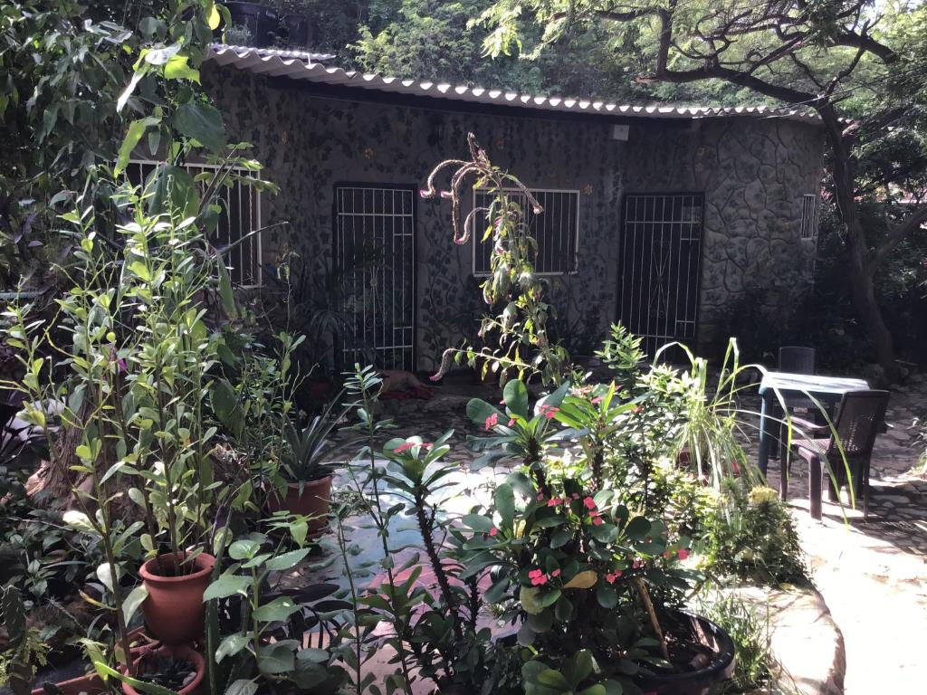 een tuin met planten voor een gebouw bij Casa Bella in Taganga