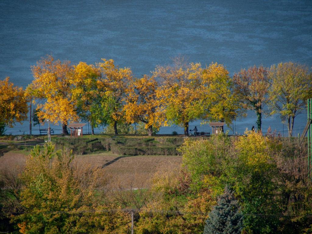 grupa drzew z żółtymi liśćmi na polu w obiekcie Mákvirág Apartmanok w mieście Zebegény