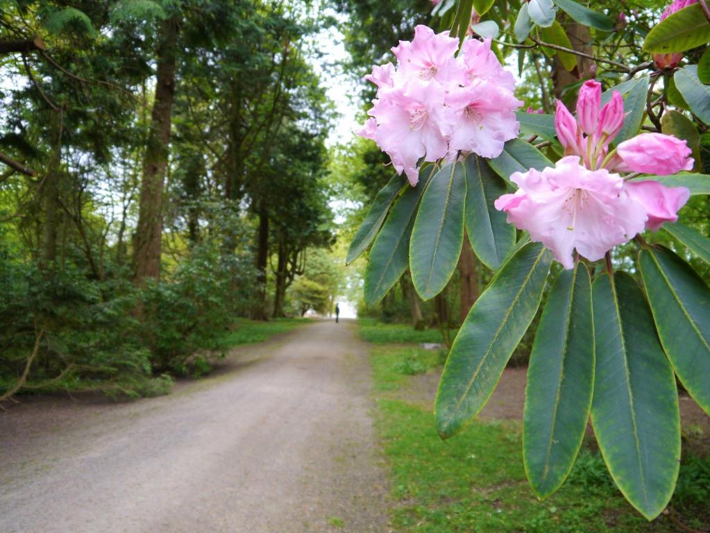 a tree with pink flowers on a dirt road at Grooms Cottage in Carsethorn