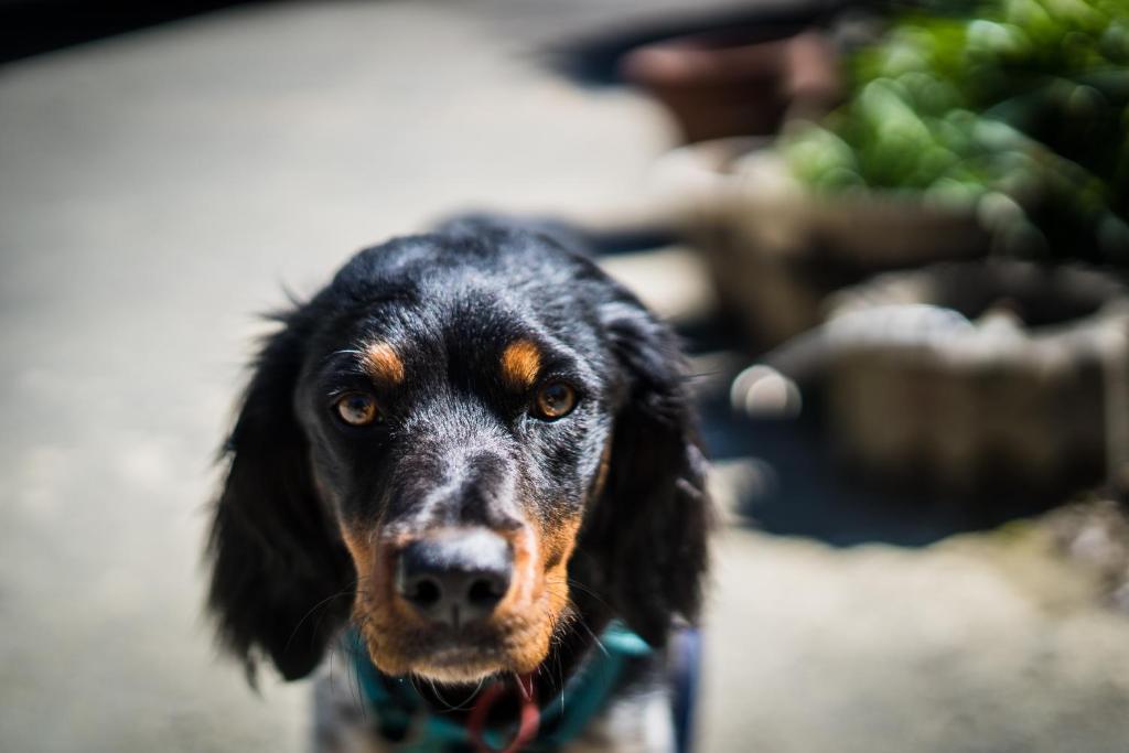 Maitai Whare Iti - Adventure Cabins & House - Resim 16