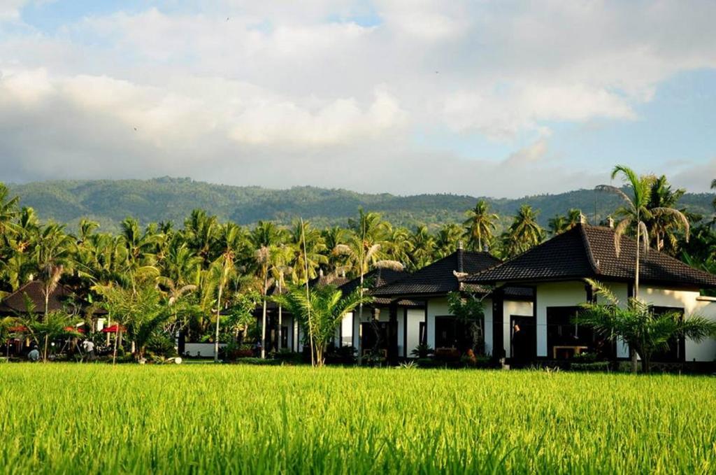 eine Reihe von Häusern und ein grünes Reisfeld in der Unterkunft Pandawa Village in Lovina