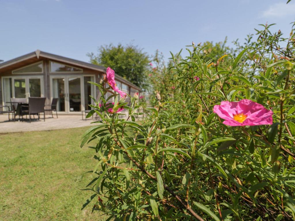 uma flor rosa num arbusto em frente a uma casa em 15 Horizon View em Liskeard