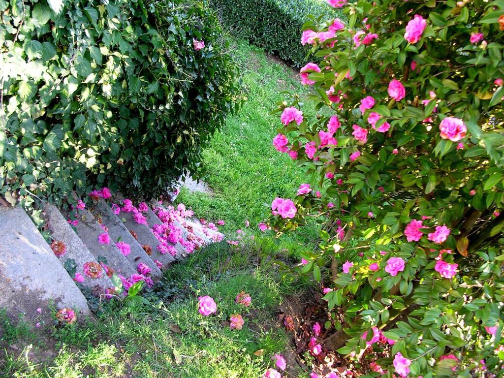 un jardín con flores rosas junto a un banco en Guest house Cascina Belsito, en Biella