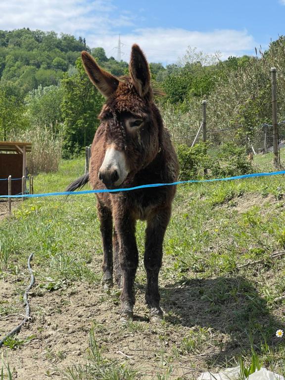 Zwierzęta w gospodarstwie agroturystycznym lub w pobliżu