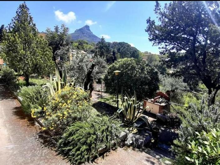 un jardin avec des plantes, des arbres et une montagne dans l'établissement Casa vacanze da Cristina app B, à Maratea