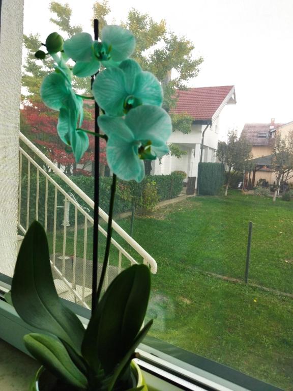 Ogród w obiekcie Apartman na jezeru