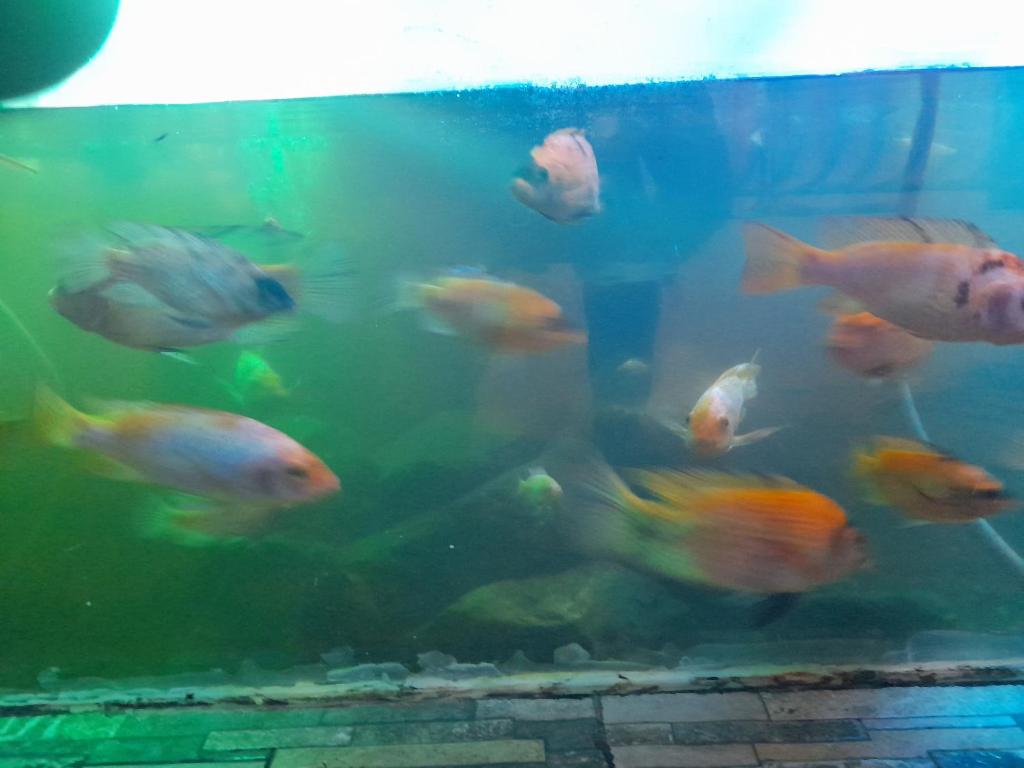 Zvířata v apartmánu nebo okolí