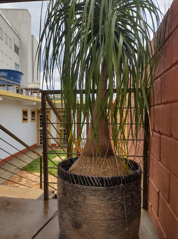a potted plant in a wicker pot next to a brick wall at Hostel Dom Bosco in São João del Rei