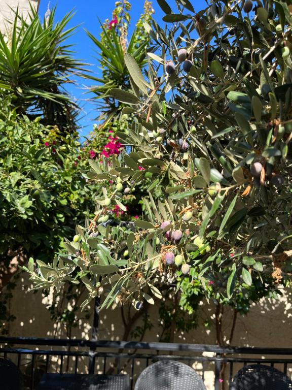 Candia Hotel - Resim 11