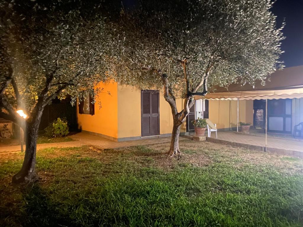 duas árvores no quintal de uma casa à noite em Casa versilia em Mommio