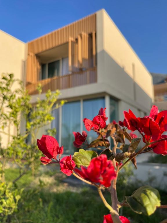 un arbre aux fleurs rouges devant un bâtiment dans l'établissement Green Coast 136, à Dhërmi