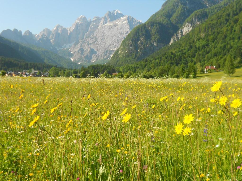 a field of yellow flowers with mountains in the background at Affittacamere Krajnc in Valbruna