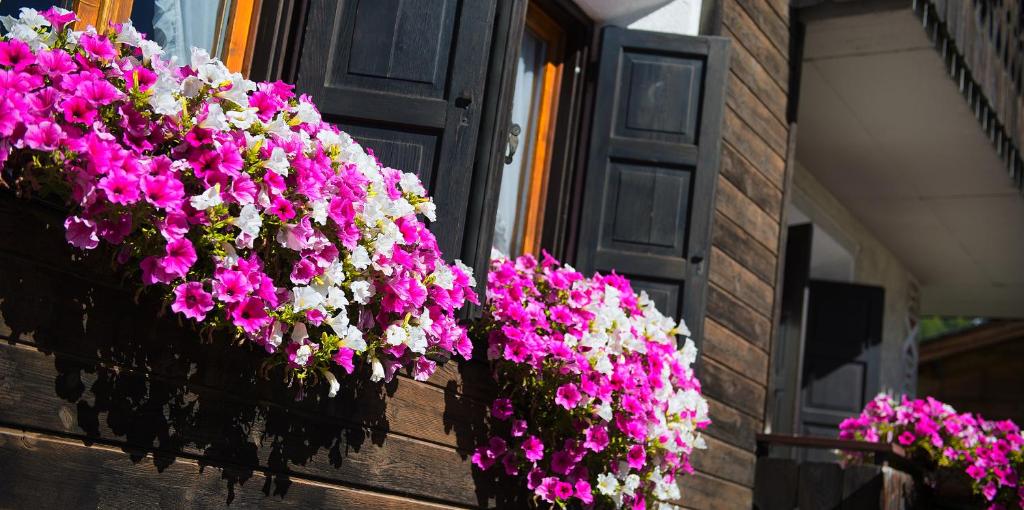 twee hangende manden met roze en witte bloemen voor een deur bij Casa Faifer mountain holiday Livigno in Livigno