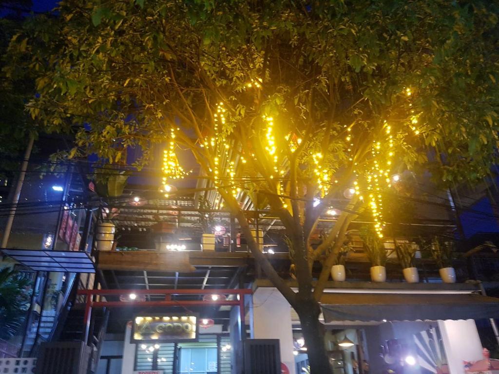 a tree in front of a building with lights on it at Codohomestay Garden in Hue