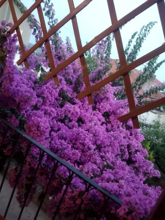 Vonkajšia záhrada v ubytovaní B&B LA BOUGANVILLE