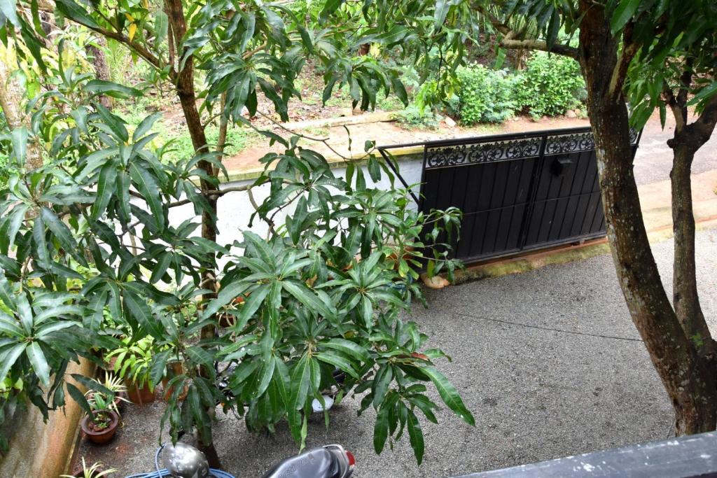 Zahrada ubytování Lion Home Stay Anuradhapura
