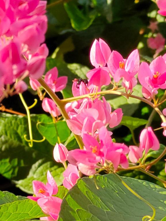 a bunch of pink flowers on a branch at Hidden Homestay in Marang