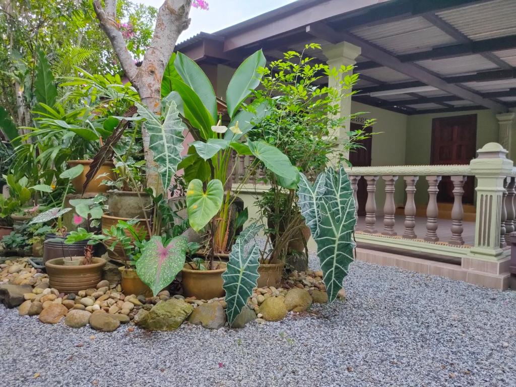 a bunch of plants in pots in front of a house at Hidden Homestay in Marang