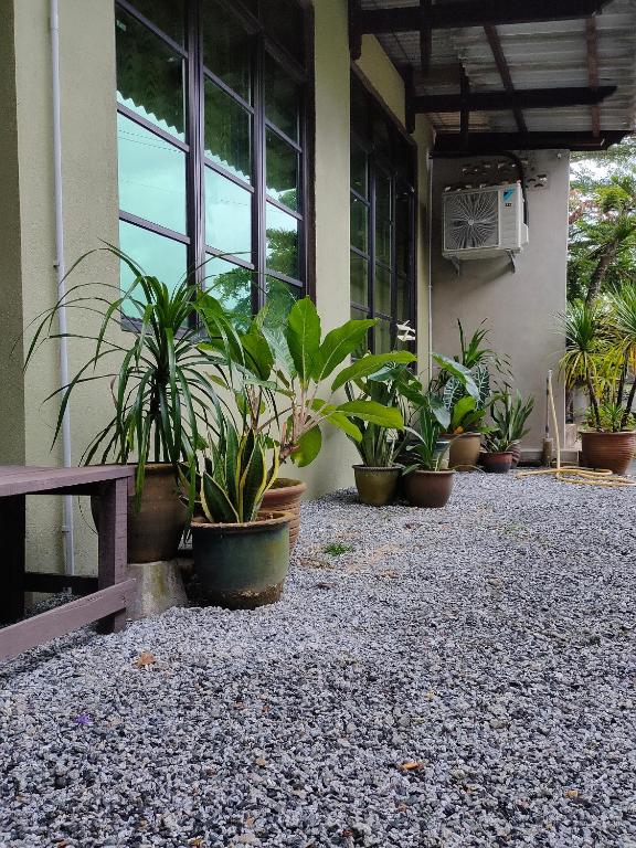 a group of potted plants on the side of a building at Hidden Homestay in Marang