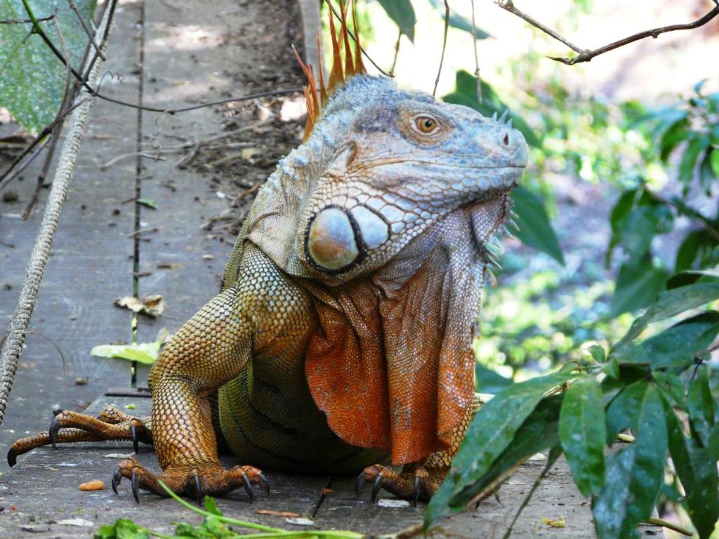 Fotografie z fotogalerie ubytování Casa Mambo v destinaci Cahuita