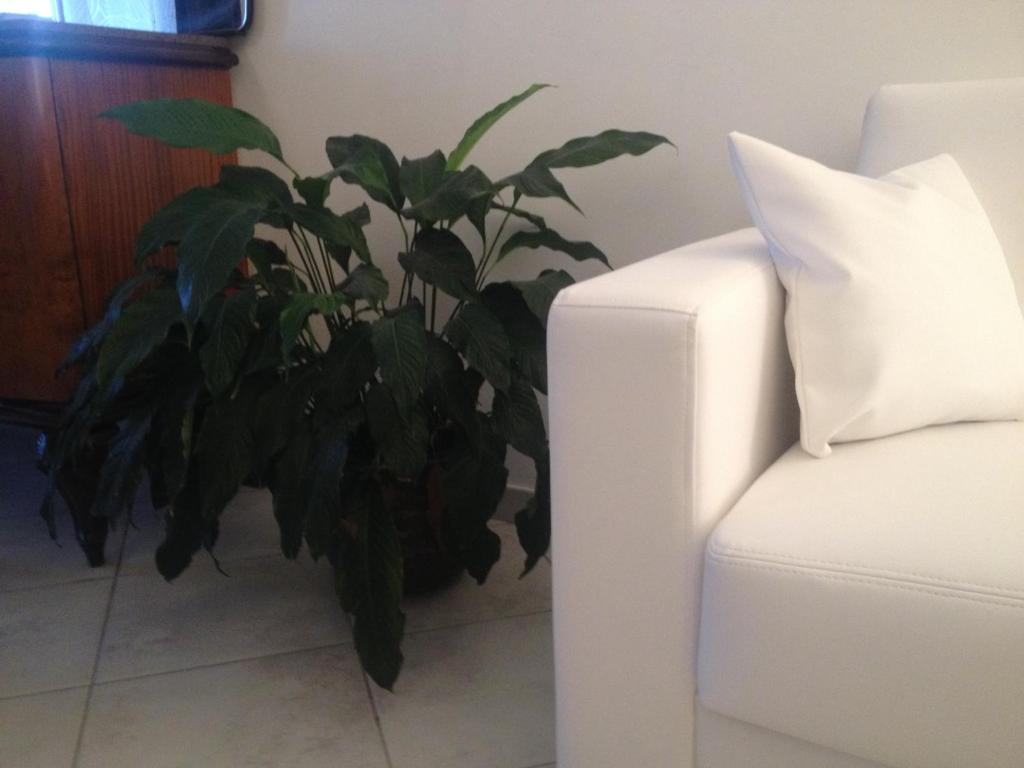a plant is sitting next to a white couch at Via Roma suite in Ortona
