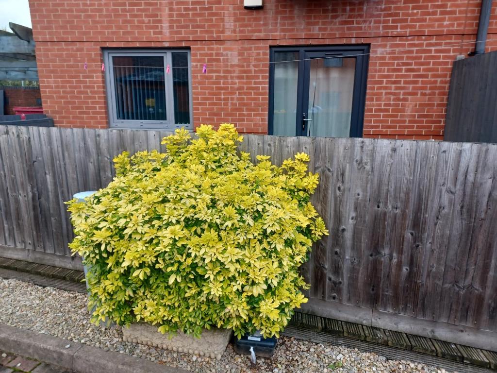 ウォルヴァーハンプトンにあるRemarkable 2-Bed Apartment in Wolverhamptonの木塀の上に腰掛けた茂み
