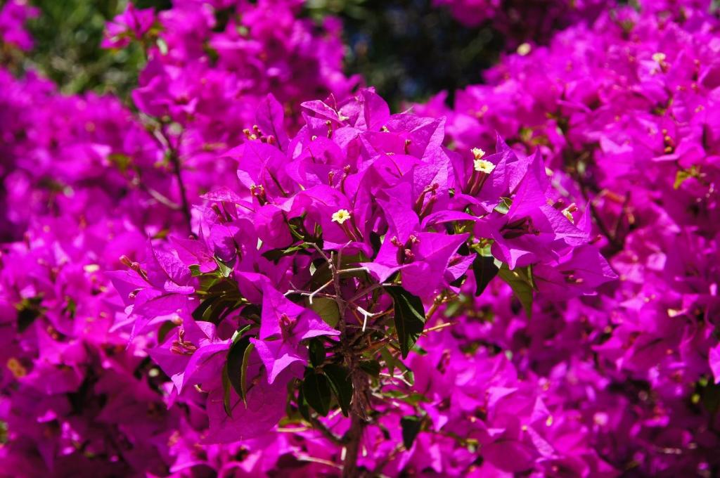 A garden outside Le bougainvillea 2