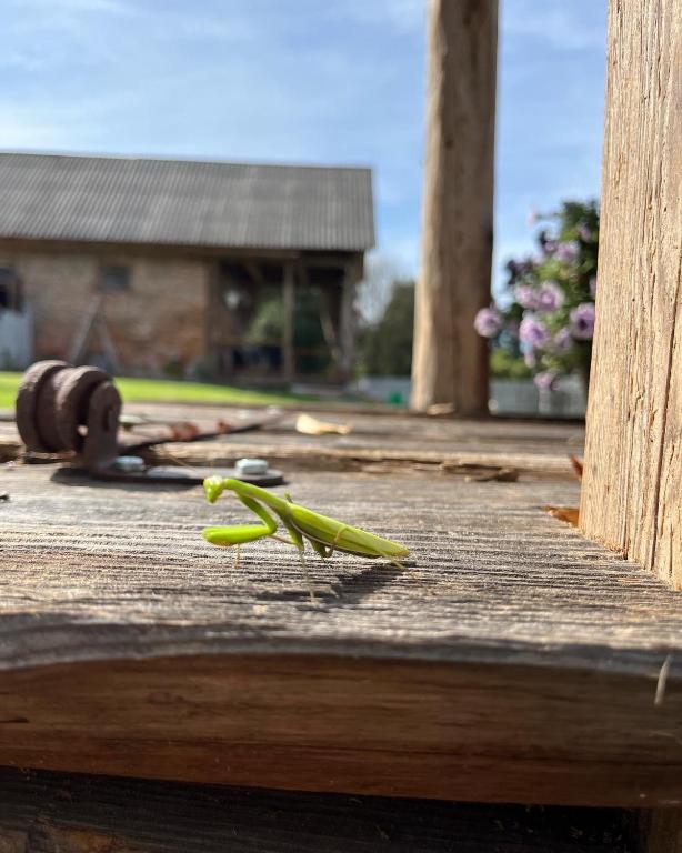 Fotografia z galérie ubytovania Chata Borówkowe Wzgórze v destinácii AdamÃ³w