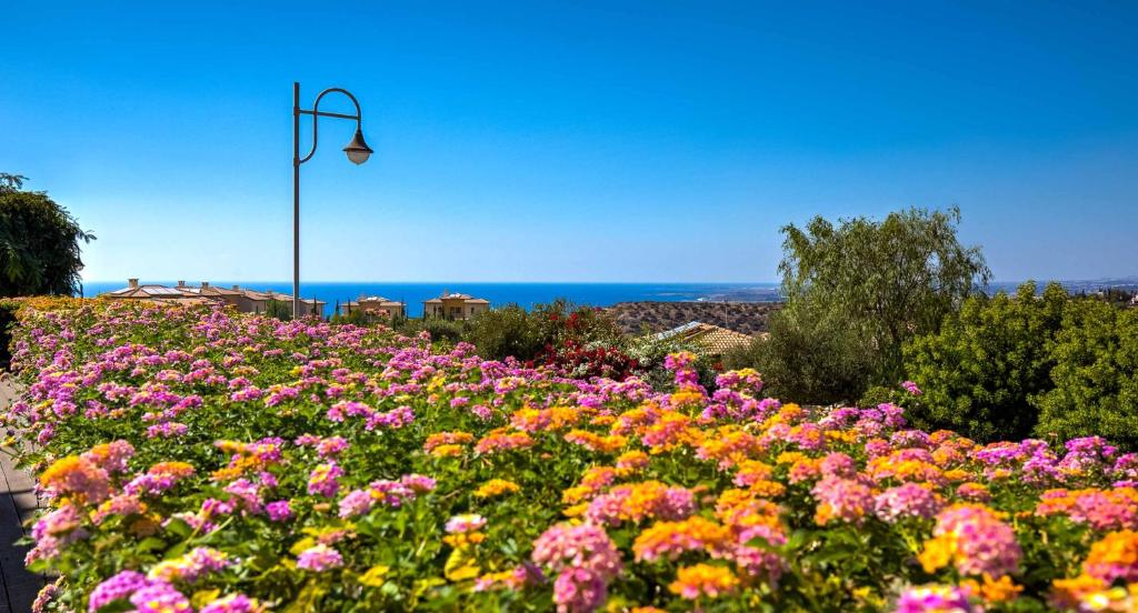 a field of colorful flowers with a street light at Ground floor Apartment Anthos with Beautiful Sea Views on Aphrodite Hills Resort in Kouklia