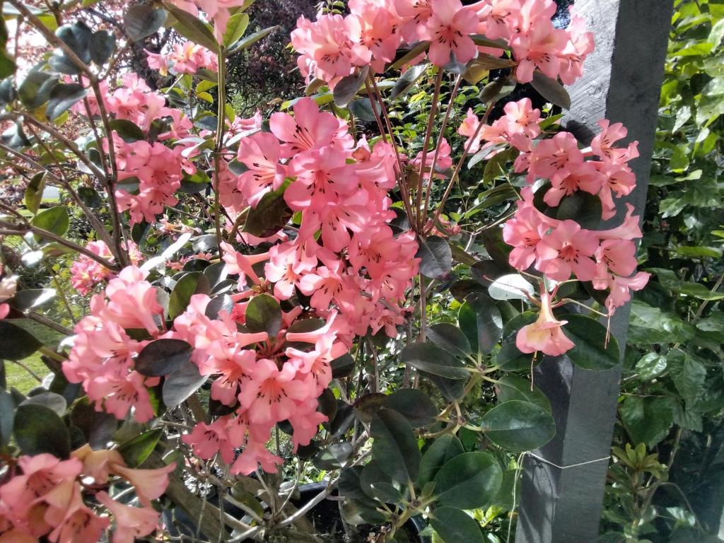 Ashcroft Gardens Bed & Breakfast - Resim 19