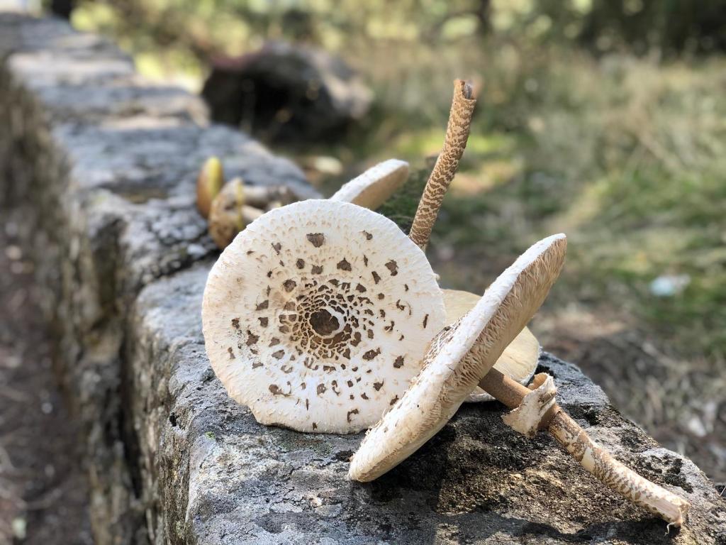 Fotografie z fotogalerie ubytování Hotel Barbacedo v destinaci Mijares