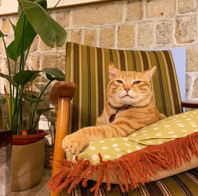 Ospiti di OrigInn Space con animali domestici