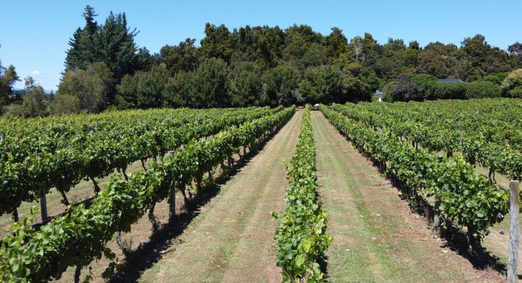 Zahrada ubytování Pirita vineyard cottage.