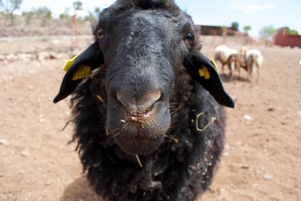 Una oveja negra está mirando a la cámara. en Cardón, en Agüimes