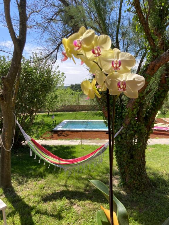a hammock in a yard next to a pool at Roulottes & SPA du pont des charrettes in Uzès