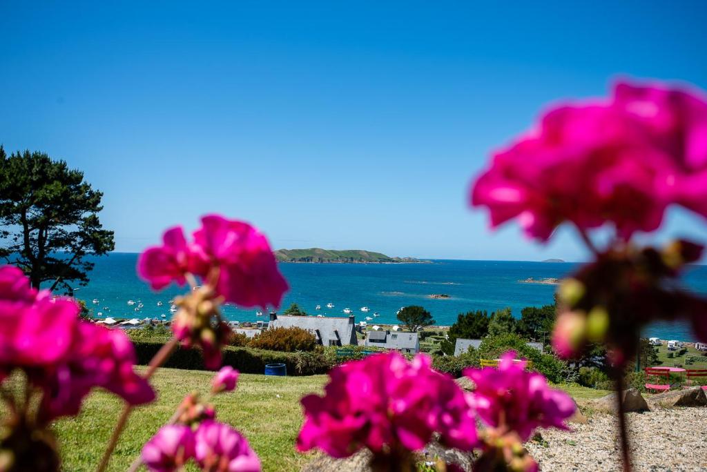 um grupo de flores cor-de-rosa com o oceano ao fundo em Domaine Buhez Nevez em Trélévern