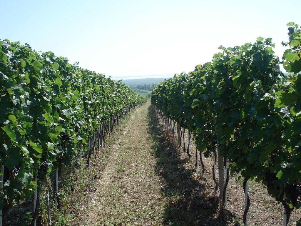 Kép SCHEIBER Wein & Gästehaus szállásáról Védenyben a galériában