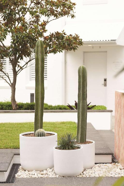 two cactus plants in pots in a yard at Adina Apartment Hotel Chippendale in Sydney