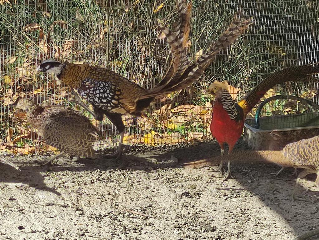 oneiropagidasuites - 12