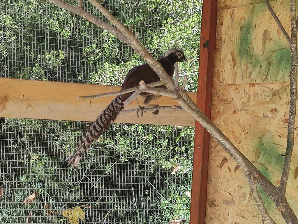 oneiropagidasuites - 11