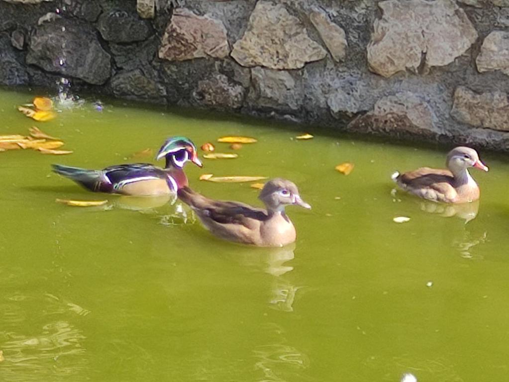 oneiropagidasuites - 9