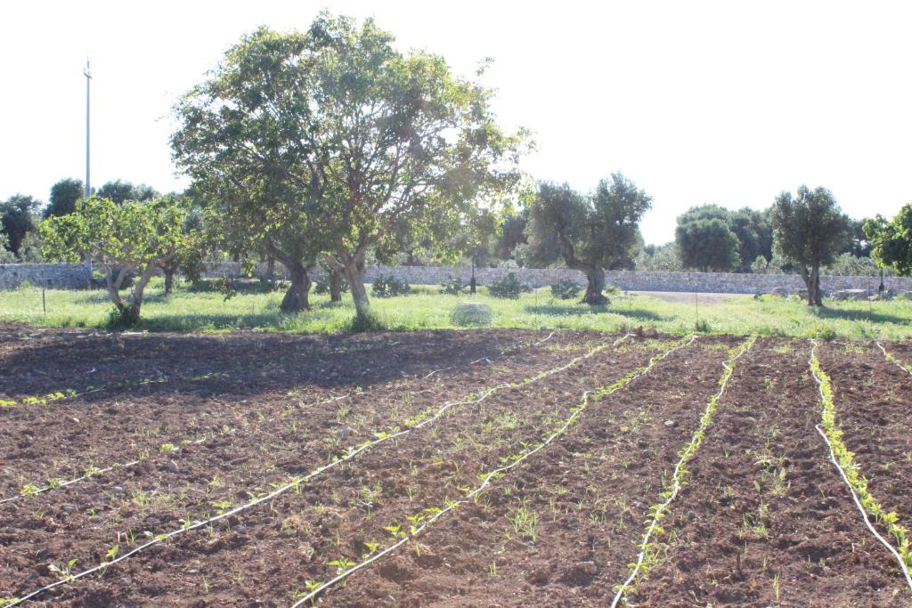 a field with rows of dirt and trees at Masseria Valente in Ostuni