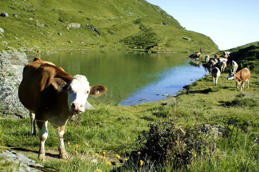 Zvířata v hotelu nebo okolí