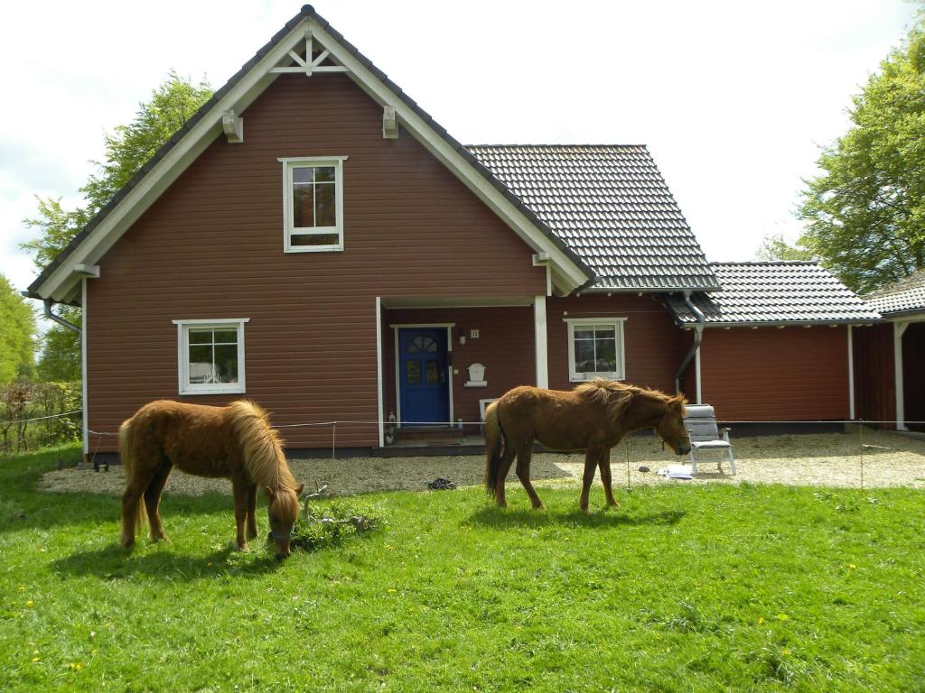 two horses grazing in the grass in front of a house at Privatzimmer im Schwedenhaus Unsere Kleine Farm in Monschau