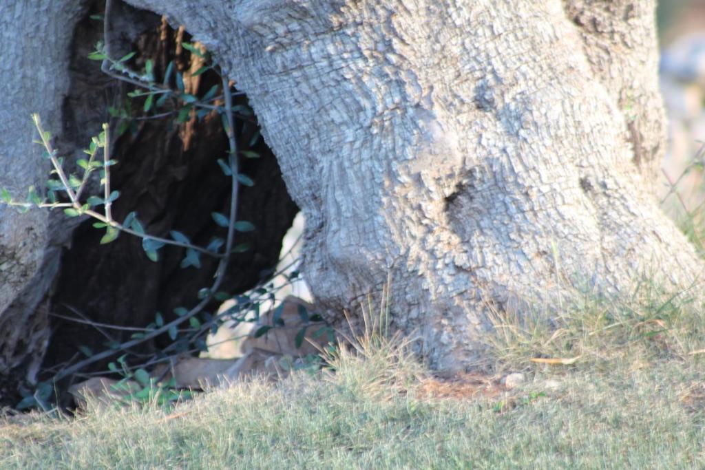 a close up of the trunk of a tree at Masseria Valente in Ostuni