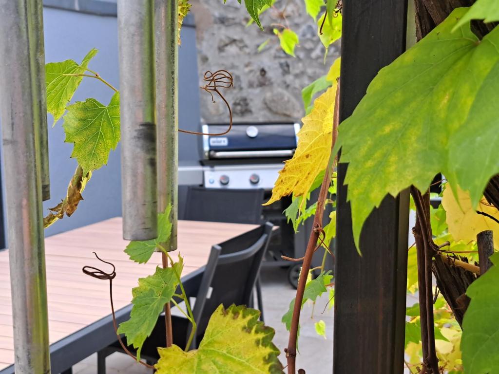 a room with a table and some green leaves at les galets de l agly, 6 ch, 12 couchages Semaine ou WE famille amis copains in Le Vivier