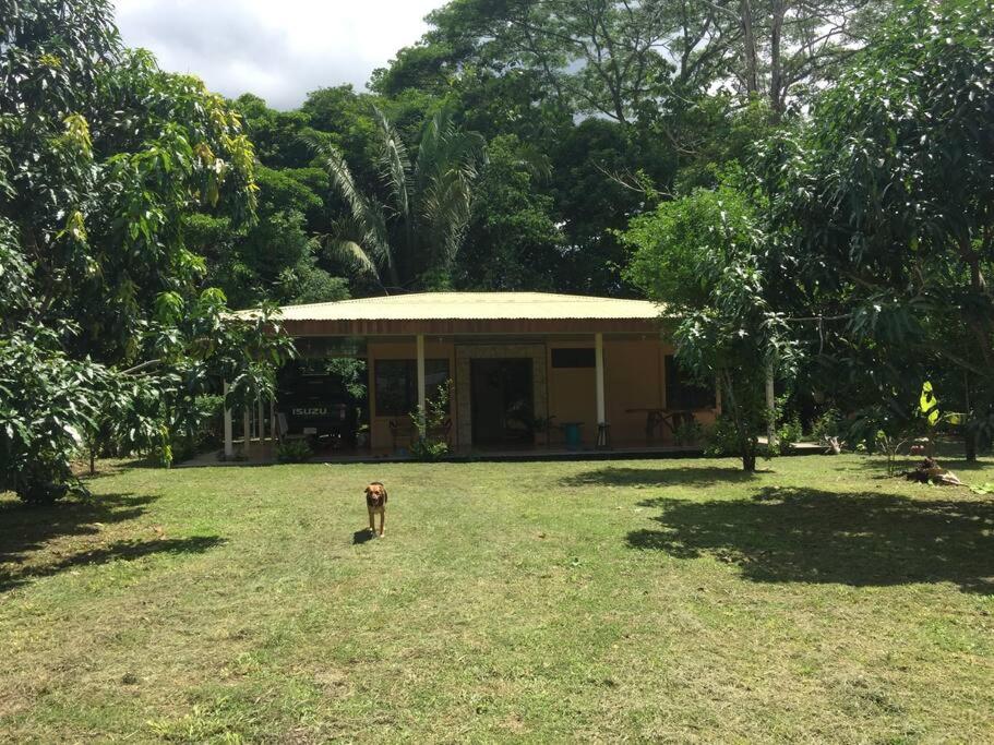 un perro parado en un patio frente a una casa en Casa a 26 kilómetros de Jaco rodeado de naturaleza, en Jacó