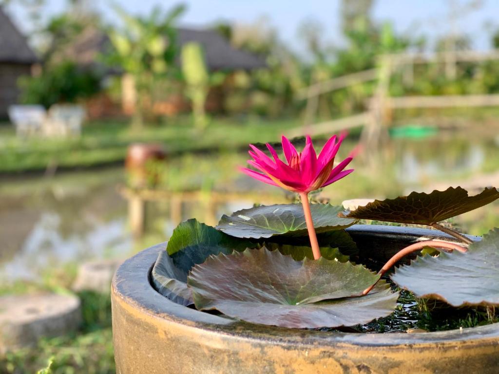 a pink flower sitting in a bird bath at Discovery Mekong local's life - Breakfast TwoBoatTours Included for 2nights in Can Tho